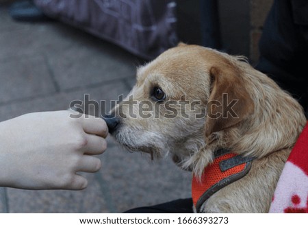 Cute, Homeless and soft dog