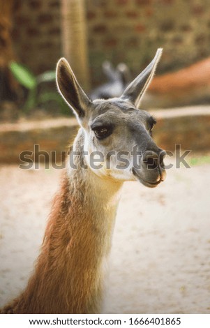Portrait of the cute llama.