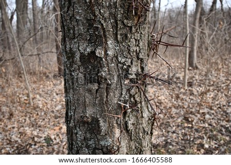 Spiky growth on a tree in the woods. This is a honey locust tree. Picture taken in Gladstone, Missouri.