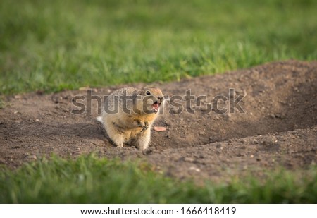 A Richardson ground squirrel commonly known as a gopher calls out to family members to alert nearby danger while standing near its hole located in a city park.
