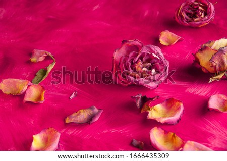 dry rose petals pink background art