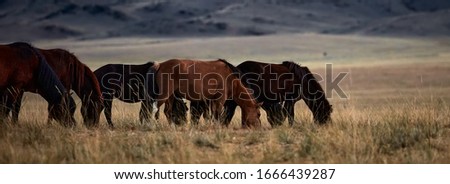 Mongolian horse in Mongolian steppe. Symbol of nomadic life. 