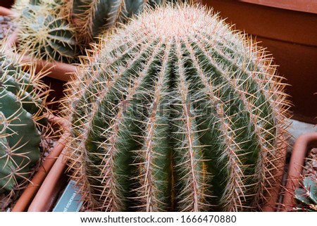 Various types of Cacti potted plant in a greenhouse green nature background.