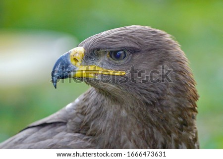 predatory look of a beautiful noble eagle on a blurred background, close-up