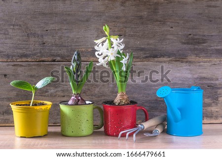 Spring gardening composition. Flowers growths in mugs, watering can and gardening tools on old non paint wooden background