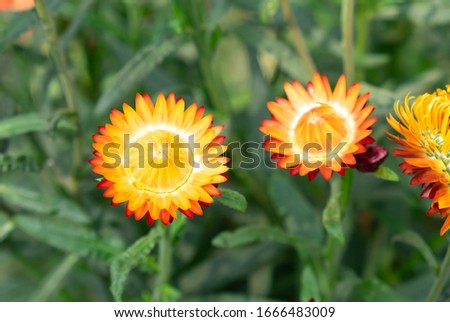 Straw flower or Everlasting in garden.Flowers like the cold and colorful.