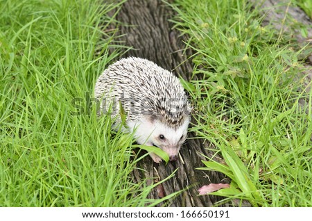 african pygmy hedgehog on grass