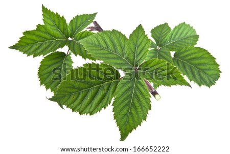 leaves on a white background. picture from series.