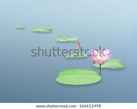 pink lotus flower and leaf