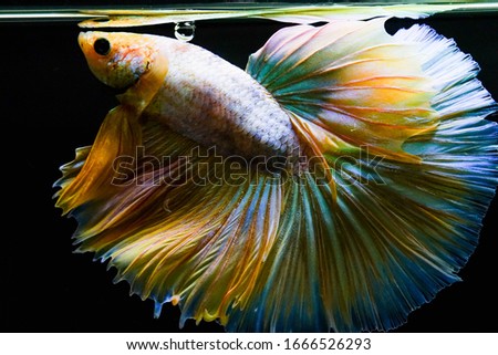 Thai fighting fish has a unique colorful.