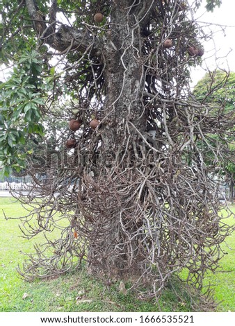 A rare tree in Sigiriya 