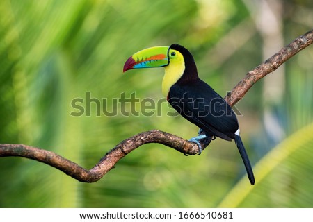 Ramphastos sulfuratus, Keel-billed toucan The bird is perched on the branch in nice wildlife natural environment of Costa Rica
