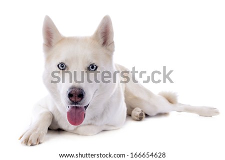 portrait of a beautiful purebred siberian husky 