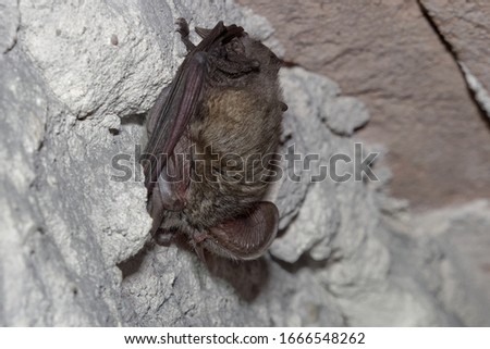 The brown long-eared bat common long-eared bat Plecotus auritus. Wintering bats