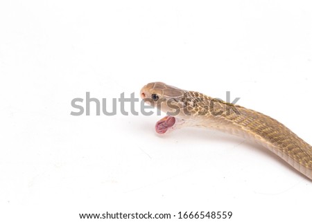 The Javan spitting cobra (Naja sputatrix) also called the southern Indonesian cobra, or Indonesian cobra. isolated on white background
