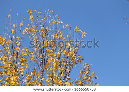 Yellow tree in Washington - DC