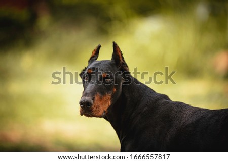 Stock photograph of a canine dog of the Doberman breed, black and orange on a green nature background
