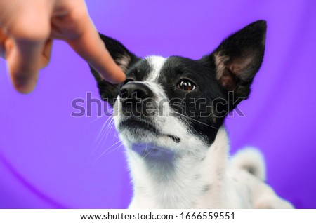 Dog make boop on purple simple isolated background with copy space