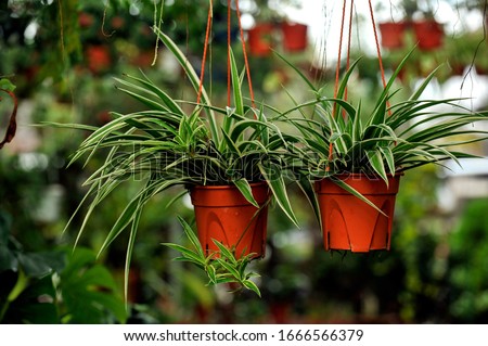 Chlorophytum comosum, Spider plant in white hanging pot / basket, Air purifying plants for home, Indoor houseplant, Hanging plant, Vertical wall garden, Houseplants With Health Benefits concept Royalty-Free Stock Photo #1666566379