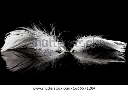 
feather on black background product photography