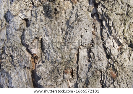 Old cracked bark texture. Close up photo. Gray wood macro.