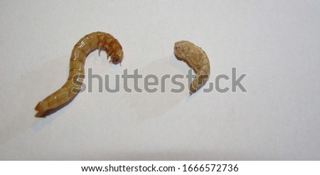 mealworms ; life cycle of a mealworm (Larva and Pupa) Stages of the meal worm -  on white background - superworm -mealworm , meal worms , superworm , super worms
