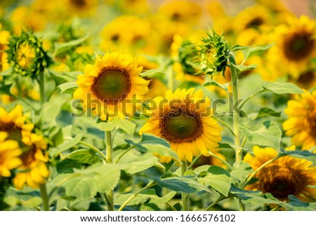 Sunflower field in garden on sunset background, beautiful yellow flowers on daytime, organic agriculture in countryside plantation, flora blossom yellow petal and green leaf flower in nature is beauty