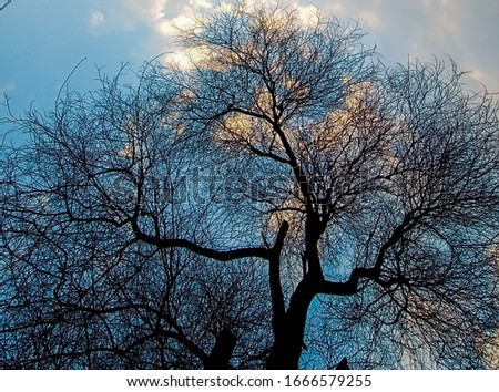 Tree with shine sky baground looking a best landscape in rural india