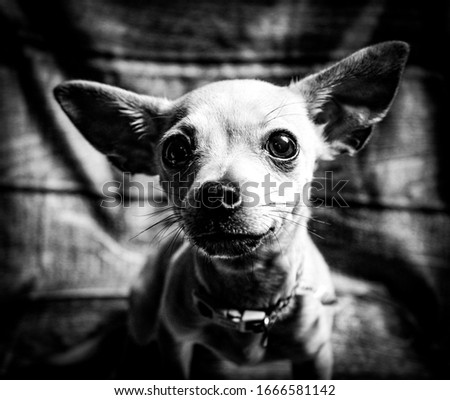Chihuahua picture in black and white 
