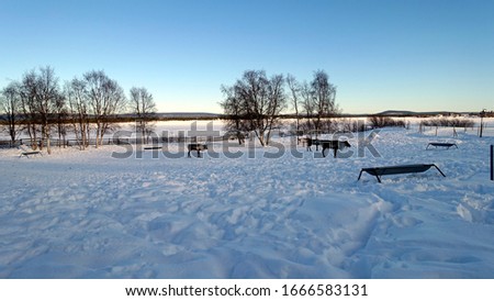 Reindeers rest in the north of Sweden full of snow