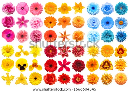 Big collection of various head flowers orange, yellow, pink, blue and red isolated on white background. Perfectly retouched, full depth of field on the photo. Top view, flat lay