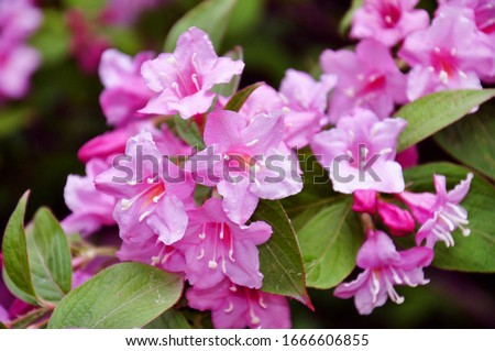 
Beautiful pink flowers Weigela florida. Flowers of weigela florida. Blooming garden in spring garden in sunny day.
 Royalty-Free Stock Photo #1666606855