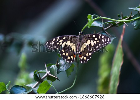 Common Lime Butterfly Sitting on the Plants in its natural habitat