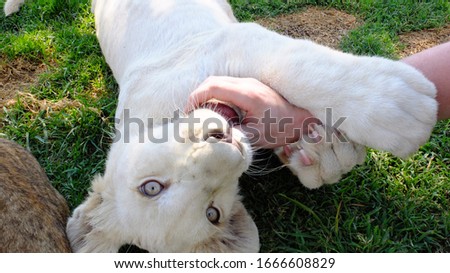 white lion cub (leo panthera) lying in the grass being playful, playing with human hand, biting finger