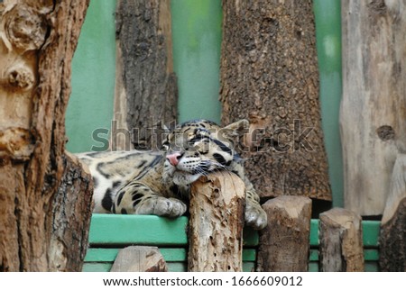 A little leopard sleeps in a zoo with its head resting on a wooden log.