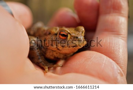 The common toad, european toad                       