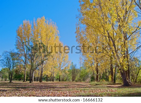 great image of a park in autumn or fall