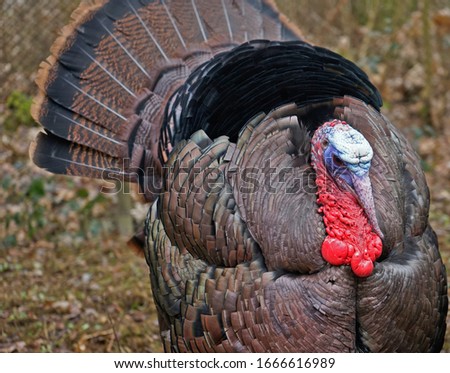Turkey, gobble in a animal park