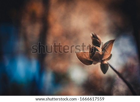 Closeup of brown rose bud with leaves. Back light creating abstract brown blue blurred background. Organic natural background with copy space. 
