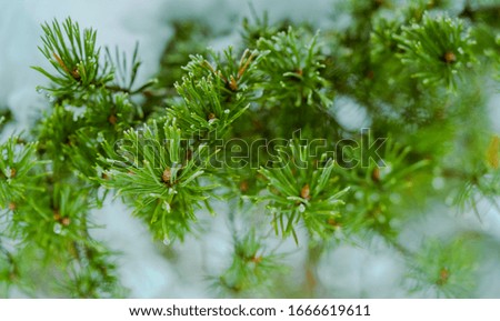 Close up of pine twigs with the background blur effect in the picture