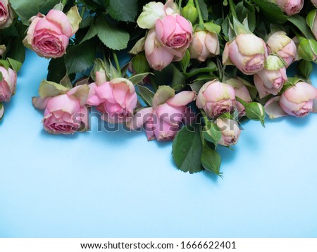 spring roses flatlay on blue background. Concept of flowers for Valentines Day , mothers Day or March 8