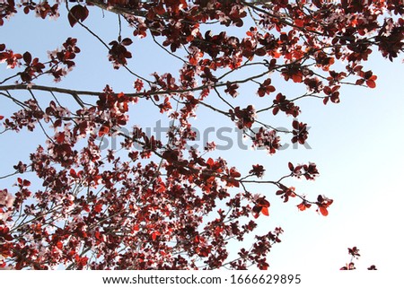 Cherry blossom tree. Pink spring flowers