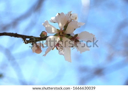 Almond blossom tree on blue spring sky