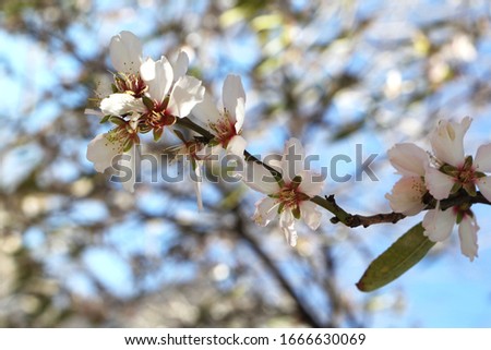 Almond blossom tree on blue spring sky