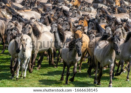 Wildhorses at the Merfelder Bruch in Dülmen