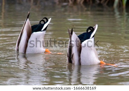 A pair of ducks avoid the world and hide their heads under water and stick their bums in the air Royalty-Free Stock Photo #1666638169
