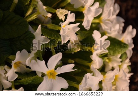 White primrose flowers in the garden. Stock Photo