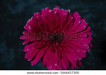 Gerber daisy on the dark background. Pink flower closeup. Bright fresh nature flower.