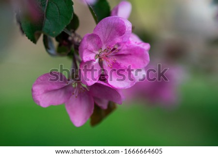 pink flowers on a twig with leaves, spring mood