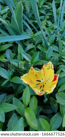  fragile yellow tulip against a background of unusual blue-green grass. Beautiful spring floral background. Mystical picture. Symbol of love, beginning, spring, awakening of nature.